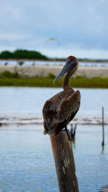 Rio Lagartos and San Felipe: Isla Cerritos, Cenote Kambulnah and Pesca. - Who Will Love This Tour?