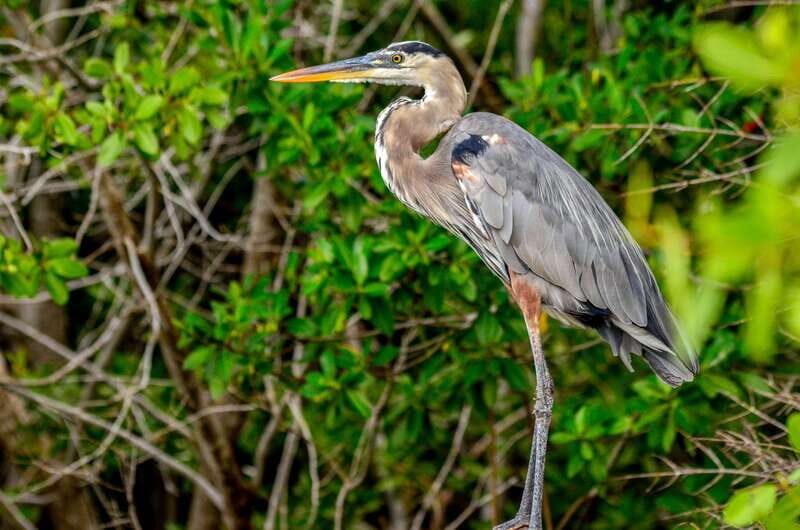 Rio Lagartos: Boat Tour through the Nature Reserve - Exploring Rio Lagartos: Boat Tour through the Nature Reserve