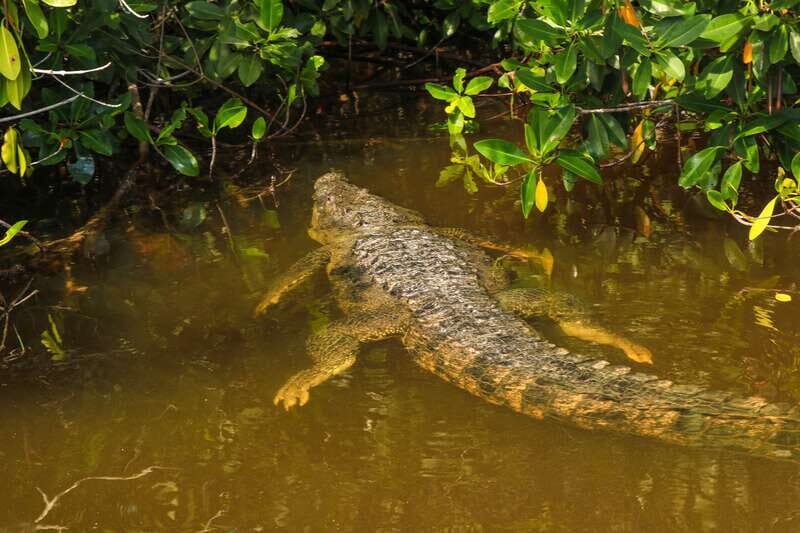 Rio Lagartos: Boat Tour through the Nature Reserve - The Experience in Detail
