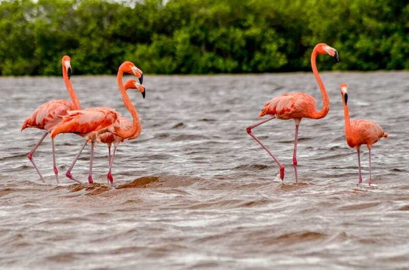 Rio Lagartos: Boat Tour through the Nature Reserve - Practicalities: Booking, Cost, and What to Bring