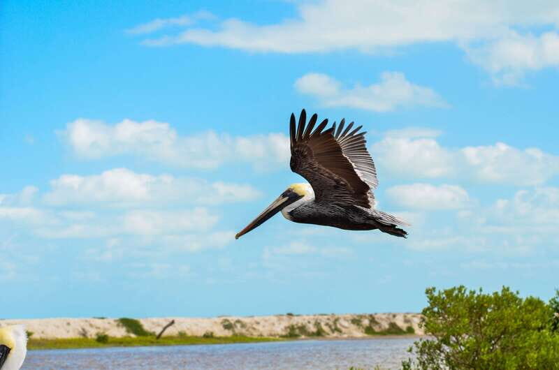 Rio Lagartos: Boat Tour through the Nature Reserve - Who Will Enjoy This Tour?