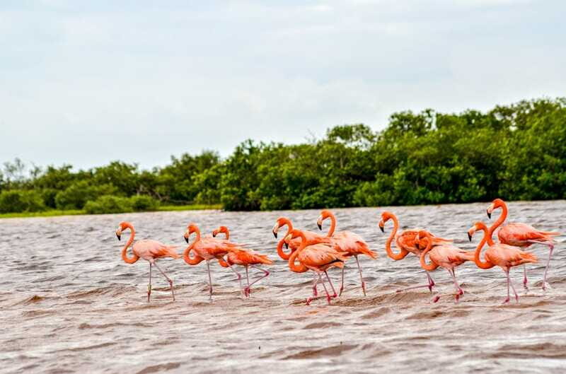 Rio Lagartos: Boat Tour through the Nature Reserve - The Sum Up