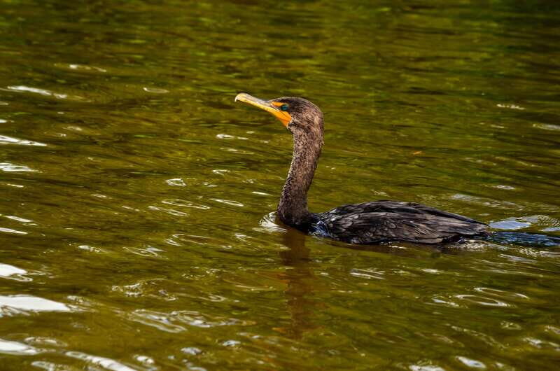 Rio Lagartos: Boat Tour through the Nature Reserve - FAQ