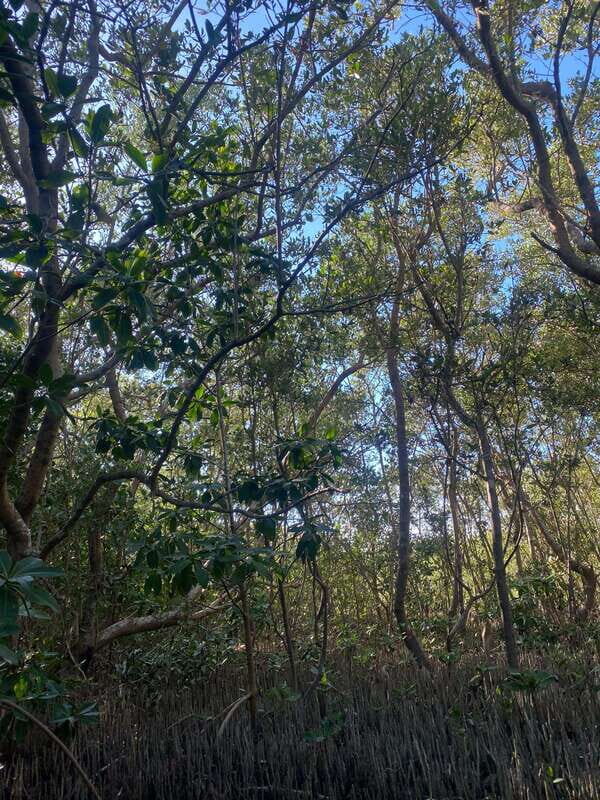 Rio Lagartos Expedition: boat journey through the mangrove - Frequently Asked Questions