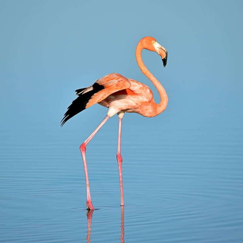 Rio Lagartos: Wondeful Pink Waters and Boat Ride - An In-Depth Look at the Rio Lagartos Tour