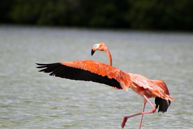 Rio Lagartos+Coloradas Tourist Collective (Lake Rosa)+Cenote - Key Points
