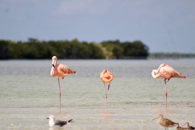 Rio Lagartos+Coloradas Tourist Collective (Lake Rosa)+Cenote - Las Coloradas: The Pink Lakes and Photo Opportunities