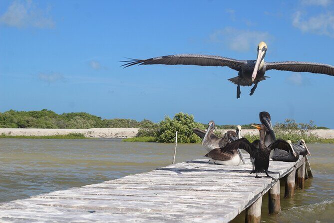 Rio Lagartos+Coloradas Tourist Collective (Lake Rosa)+Cenote - Transportation and Group Dynamics