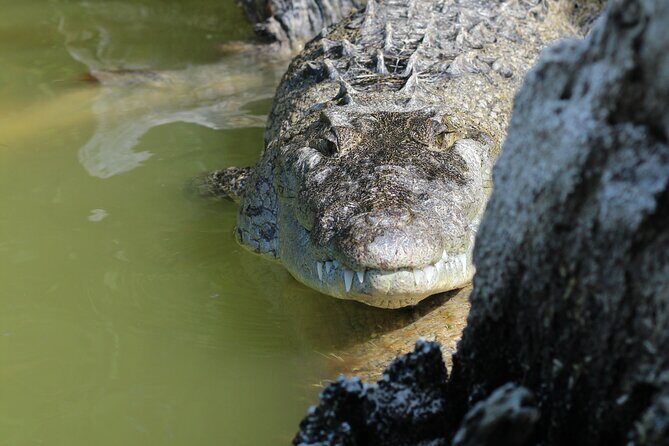 Rio Lagartos+Coloradas Tourist Collective (Lake Rosa)+Cenote - The Sum Up: Who Will Love This Tour?