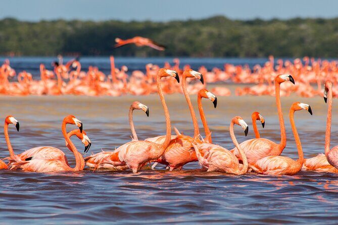 Rio Lizards and Las Coloradas Ecosafari Maya Natural Experience - Key Points
