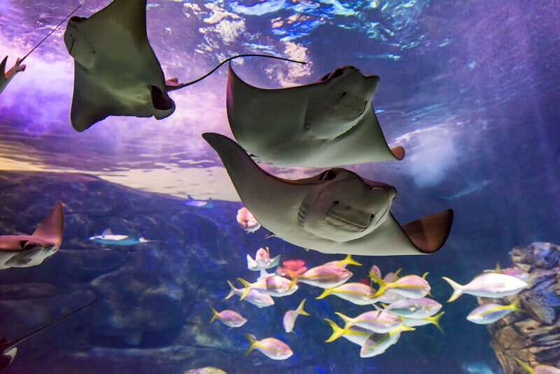 Ripley's Aquarium: Sharks After Dark Entry (After 5PM) - An Evening at the Largest Indoor Aquarium in Canada