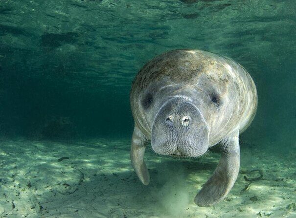 River Cruise Tour with Manatee Viewing - Introduction: Exploring the Waters of Crystal River