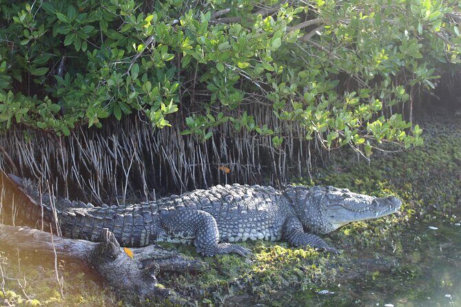 River Lizards Boat Tour for Flora and Fauna Observation - Key Points