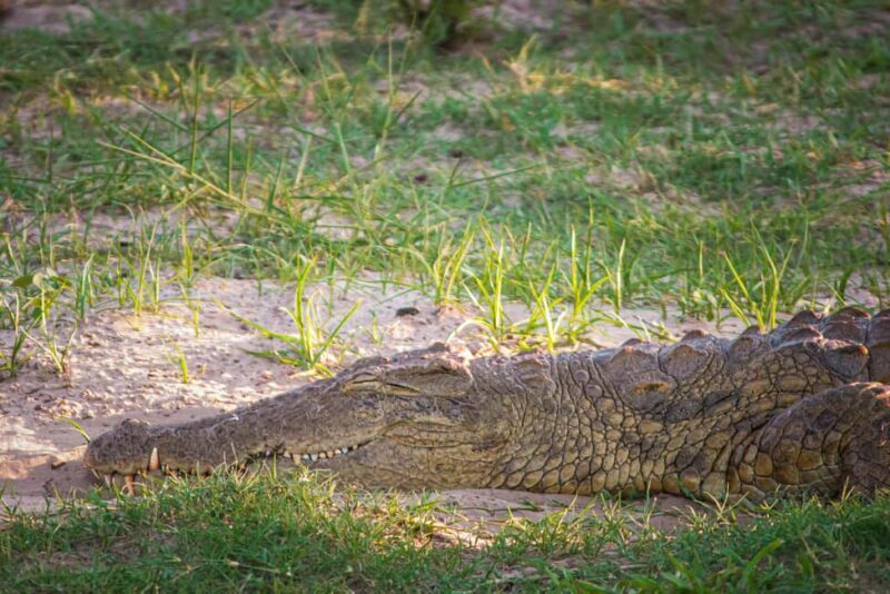 Riversong Sunset Luxury Zambezi Cruise - Key Points