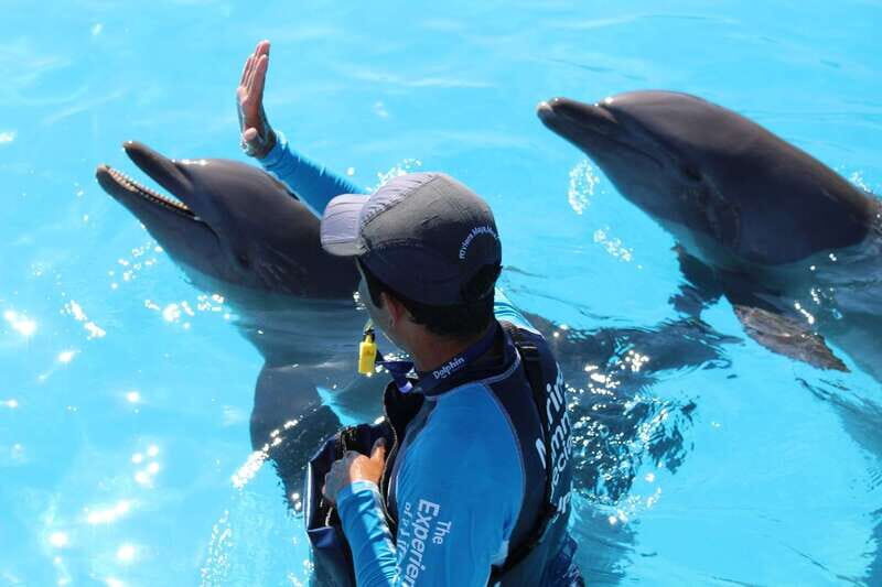 Riviera Maya: Dolphin Encounter with Beach Club Access - The Sum Up