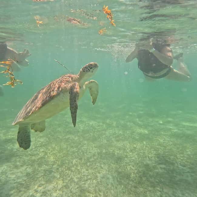 Riviera Maya: Nado con Tortugas, Cenote y Almuerzo mexicano. - FAQ