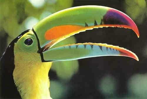 Riviera Maya: Puerto Morelos 4-Hour Bird Watching Tour - The Reviews: Authentic Perspectives