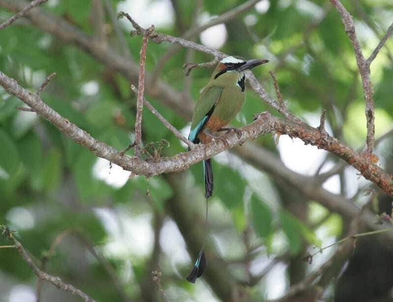 Riviera Maya: Puerto Morelos 4-Hour Bird Watching Tour - Final Thoughts: Is It Worth It?