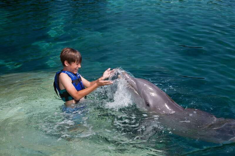 Riviera Maya: Swimming Experience with Dolphins - Key Points