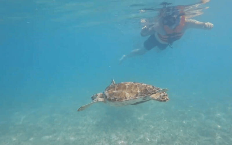 Riviera Maya: Tulum Ruins Tour, Turtle Swimming, Cenotes, and Lunch. - Swimming with Turtles: A Memorable Encounter