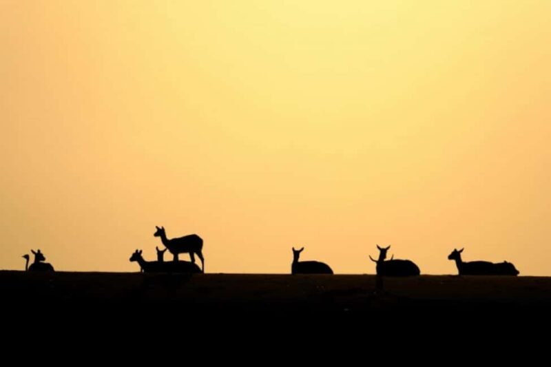Riyadh: Open-Topped Vehicle Safari at Nofa Wildlife Park - An Honest Look at the Safari Experience
