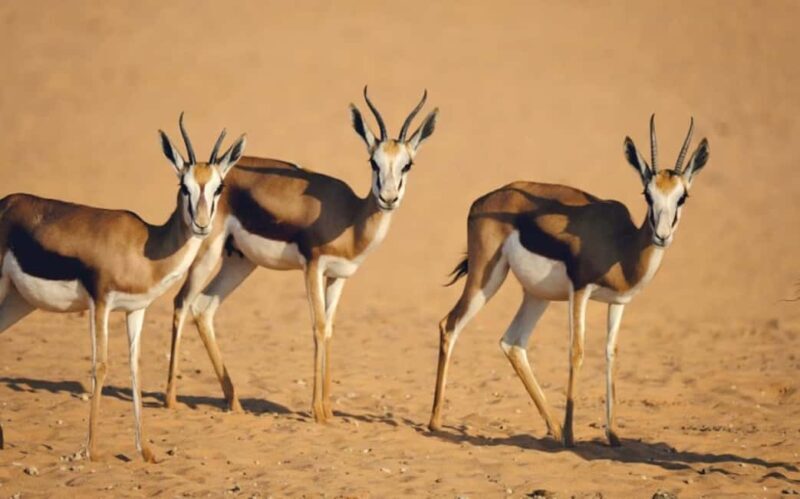 Riyadh: Open-Topped Vehicle Safari at Nofa Wildlife Park - Final Thoughts