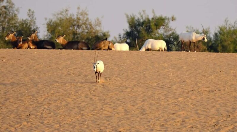 Riyadh: Open-Topped Vehicle Safari at Nofa Wildlife Park - Who Should Consider This Tour?