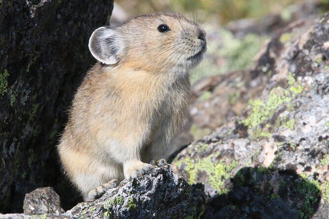 RMNP: Bear Lake Corridor Tour - Practical Notes for Travelers