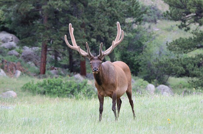 RMNP: Bear Lake Corridor Tour - Authentic Experiences and Honest Reviews