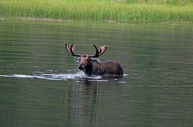 RMNP: Bear Lake Corridor Tour - Who Should Consider This Tour?