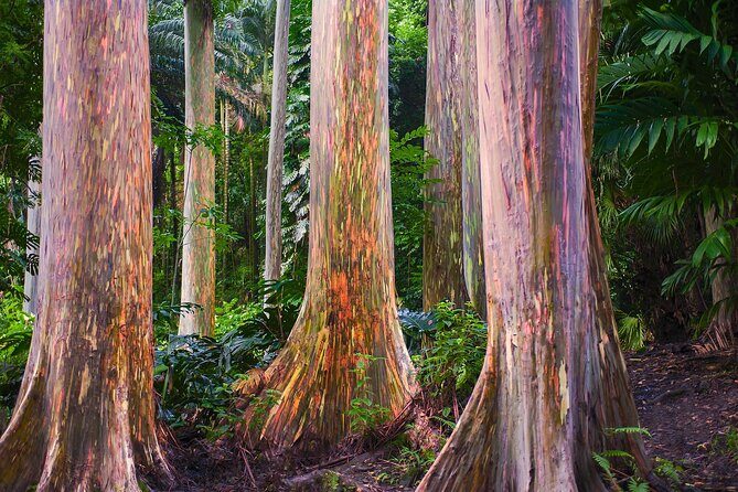 Road to Hana Full Day Tour with A Guide - FAQ