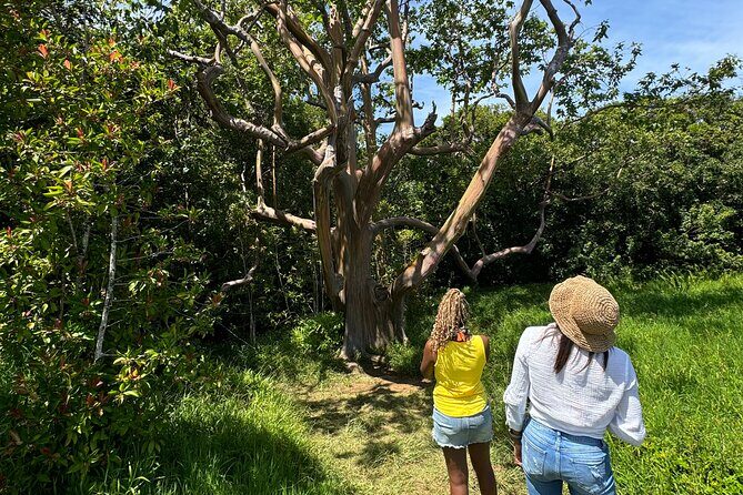 Road to Hana Maui Tours - Breakfast and Refreshments