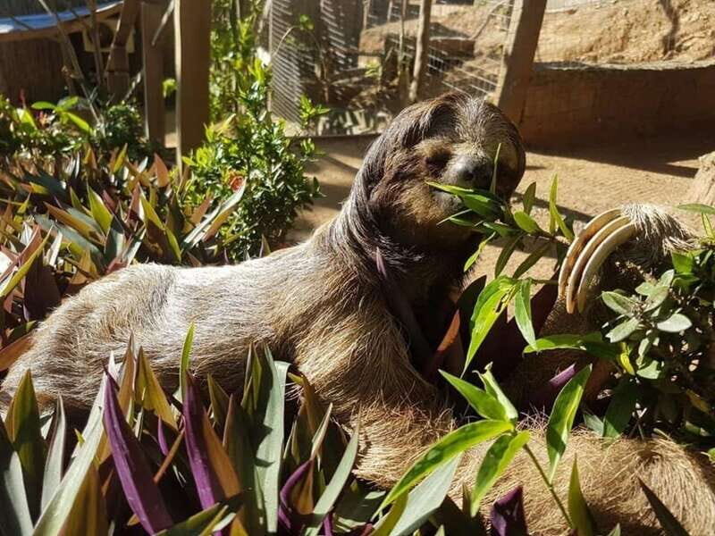Roatán: Private Monkey and Sloth Sanctuary Tour - FAQs