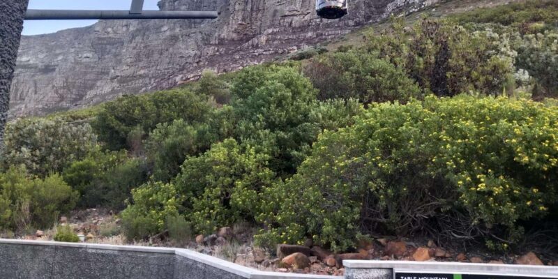 Robben Island and Table Mountain full-day tour in Cape Town - Key Points