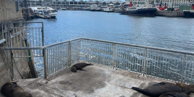 Robben Island and Table Mountain full-day tour in Cape Town - Who Will Love This Tour?