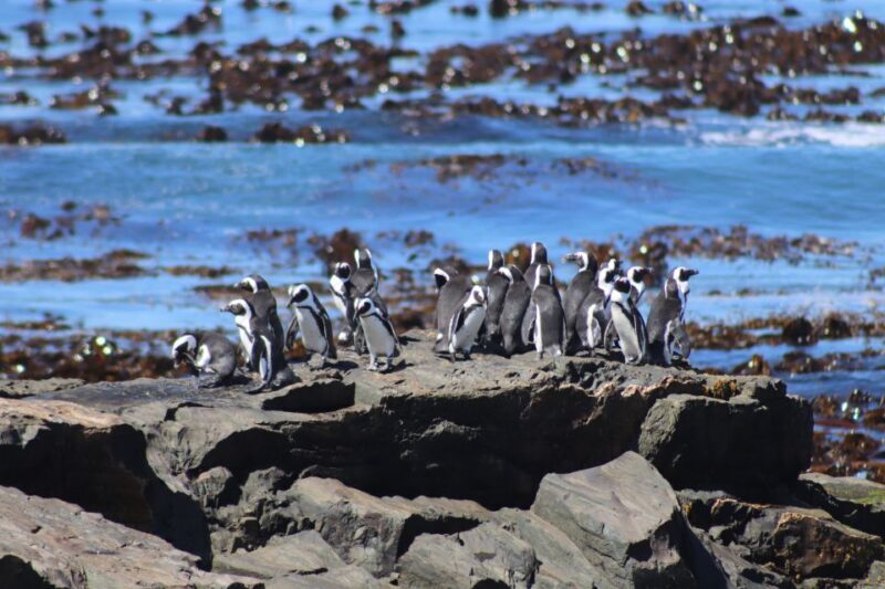 Robben Island, Table Mountain & Kirstenbosch, From Cape Town - Key Points