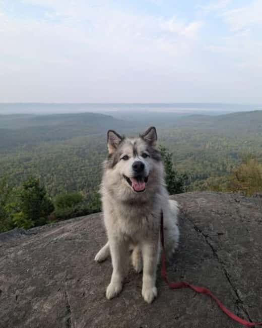 Robertson Cliffs: Where Falcons Fly Guided Hike - Frequently Asked Questions