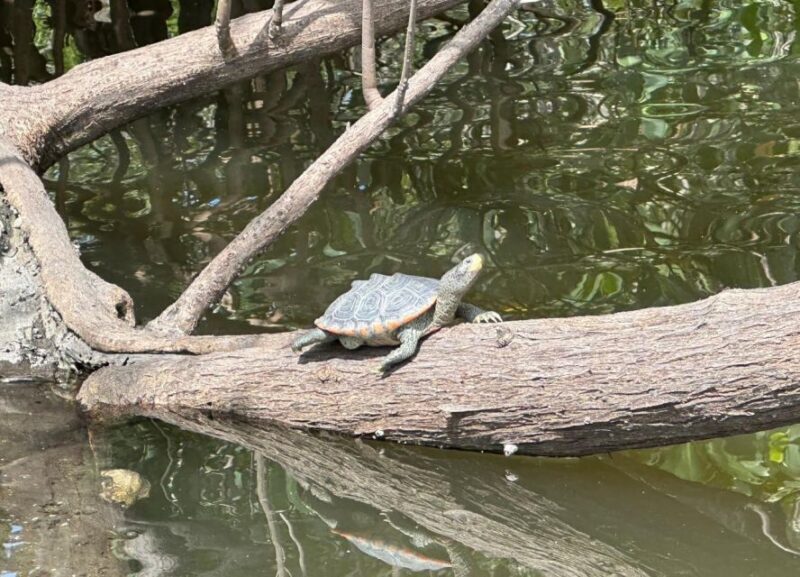 Robinson Preserve Mangrove Tour - Who Would Enjoy This Tour?