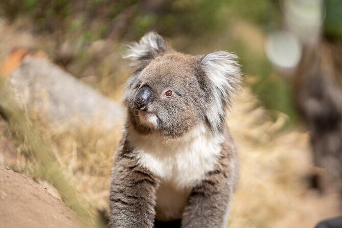 Rock Climb and Abseil - Morialta National Park - The Itinerary in Detail