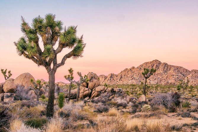 Rock Climbing Trips in Joshua Tree National Park (4 Hours) - Frequently Asked Questions