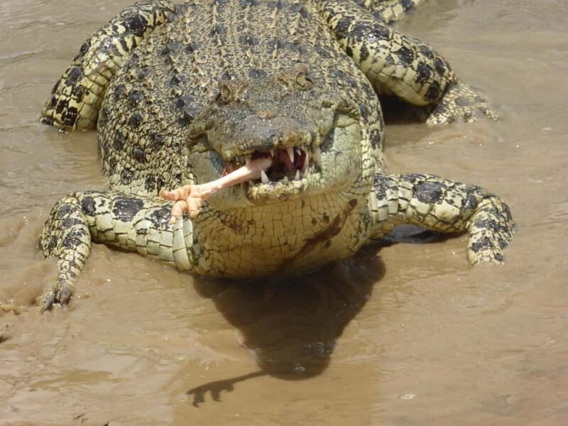 Rockhampton: Koorana Crocodile Farm Guided Tour - Key Points