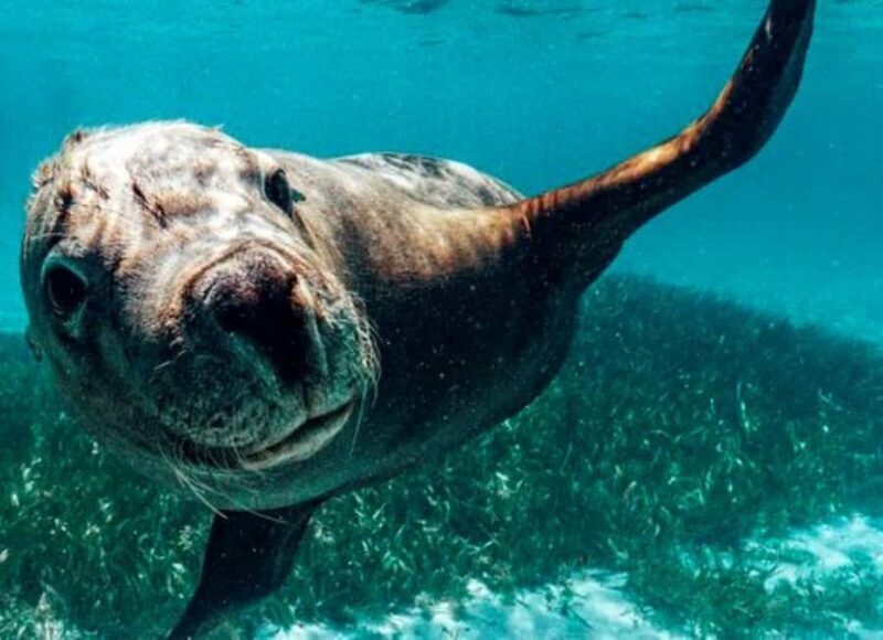 Rockingham: 3 Island Wildlife Snorkeling Cruise with Lunch - Key Points