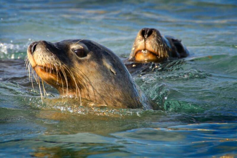 Rockingham: 3 Island Wildlife Snorkeling Cruise with Lunch - Practical Details and Tips
