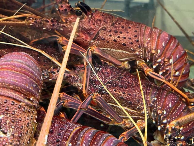 Rockingham: Lobster Catch and Keep Tour with Refreshments - Authentic Reviews and Insights