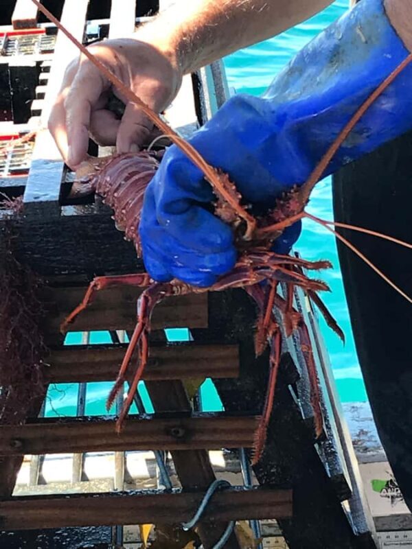 Rockingham: Lobster Catch and Keep Tour with Refreshments - FAQ