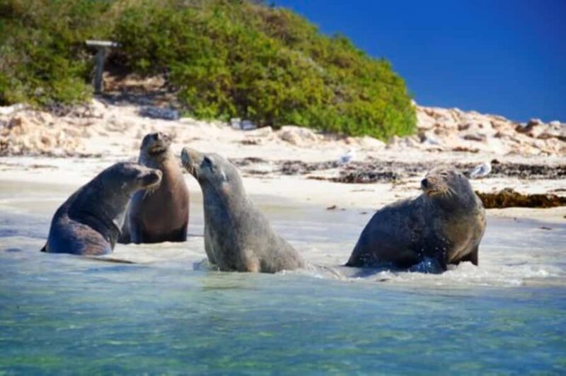 Rockingham: Shoalwater Islands, Dolphins, and Sea Lions Tour - Key Points