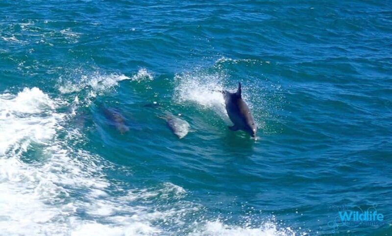 Rockingham: Shoalwater Islands, Dolphins, and Sea Lions Tour - An Overview of the Experience