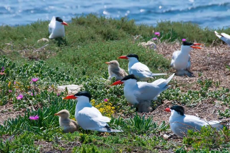 Rockingham: Shoalwater Islands, Dolphins, and Sea Lions Tour - The Experience on Board