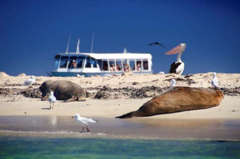 Rockingham: Shoalwater Islands, Dolphins, and Sea Lions Tour - Price & Value