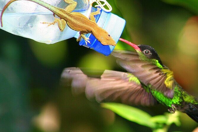 Rockland Bird Sanctuary plus Montego Bay Highlights & Shopping Private Tour - The Scenic Montego Bay Highlights & Shopping